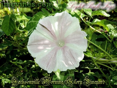 Light Pink Fuji Japanese Morning Glory 6 Qty - Picture 7 of 7