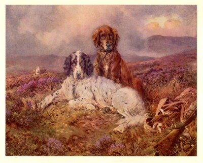 ENGLISCHER IRISCHER SETTER ARBEITENDER WAFFENHUND ANTIKER KUNSTDRUCK von William Woodhouse