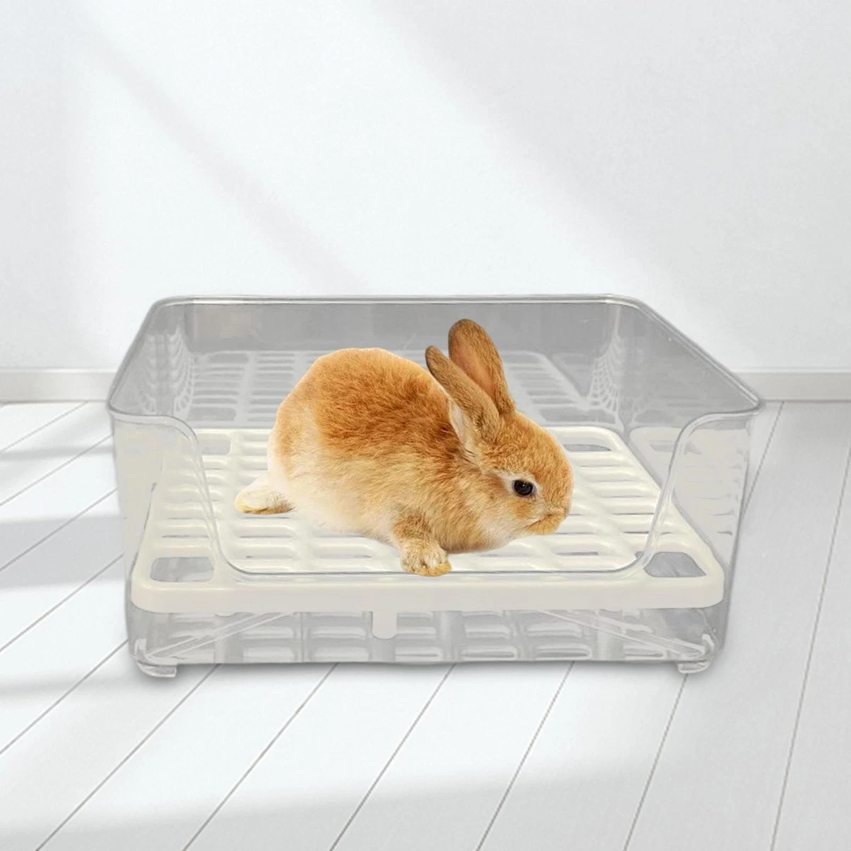 Litter box trained top rabbits for sale