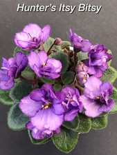 African Violet Leaves (2) Hunter's Itsy Bitsy (M)