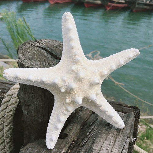 10Pcs Dried Starfish Beach Craft Wedding Party Home Decor Hanging Ornaments - Picture 8 of 10