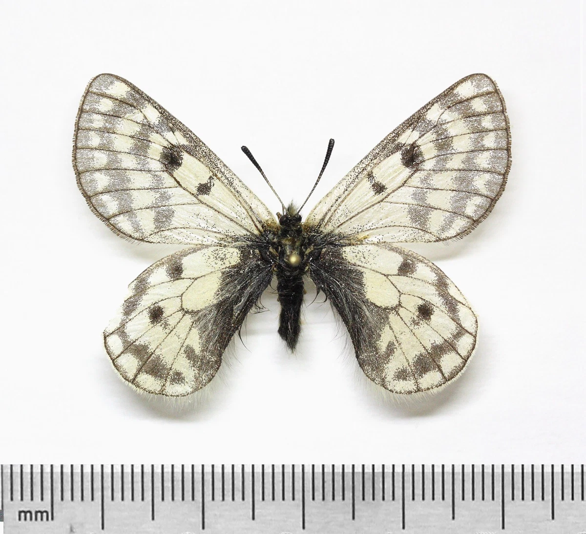Parnassius Butterfly for sale | eBay