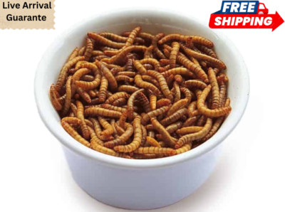 Live Mealworms 1000 Ct   Feeder Insects + Live Arrival Guarante