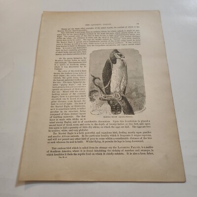 Martial & Jean Le Blanc Eagle c. 1885 Engraving Print (315)