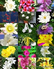 FRAGRANT FLOWERS MIX rare plant exotic flower colorful easy garden seed 15 seeds
