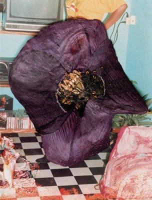 Hackney Flowers, Stephen Gill, Good Book