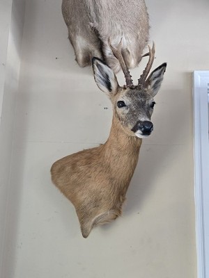 Hard To Find Fresh Mounted Roe Deer Wall Pedestal Mount Taxidermy