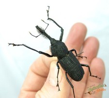 Bearded snout weevil beetle Rhinostomus niger SET x1 A1- Entomology Insect D1
