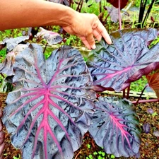 Colocasia Bulb Secret New Hybrid Tuber (Includes All Import Duties And Taxes)