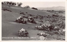 RPPC Pomona Mojave Desert CA Cactus notch leaf scorpion flower Vtg Postcard B50