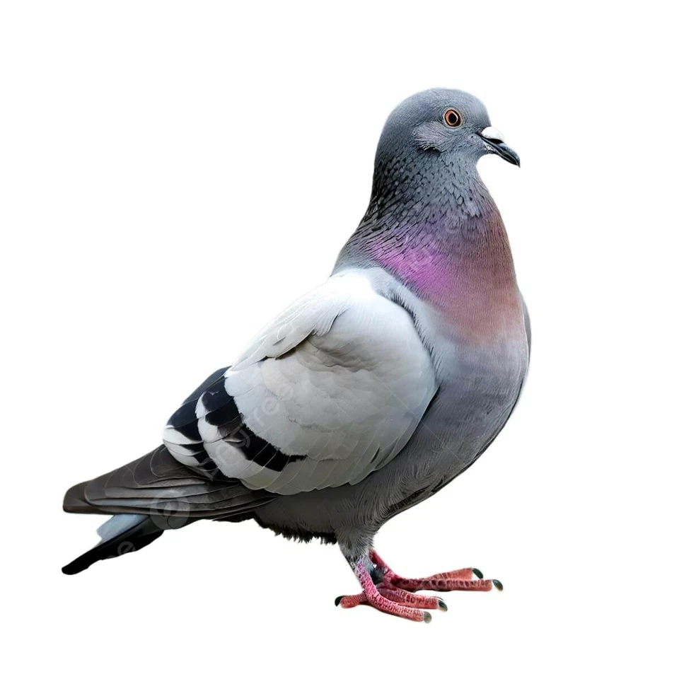 Ultraschall Vogelschreck | Bewegungssensor | Blitz | Tauben Möwen | Stare | K... - Bild 4 von 4