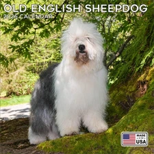 Old English Sheepdog Calendar 2026 - Dog Breed Wall Calendar - Made in the USA!