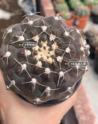 Copiapoa Old lead skin, solid roots, long time and age WYSIWYG 8.5cm