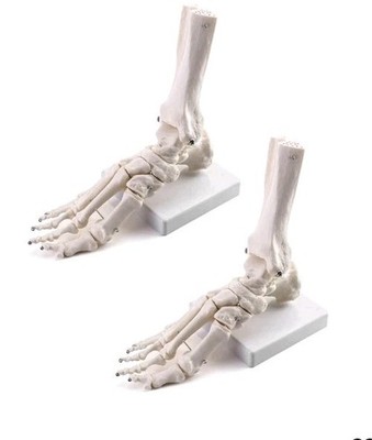     QWORK Life Size Human Foot Skeleton Models 2-Pack Articulated Anatomy Study