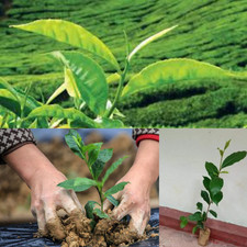 LIVE LITTLE TEA PLANTS Camellia sinensis Ceylon (ASIA) Green Tea Plants No pot