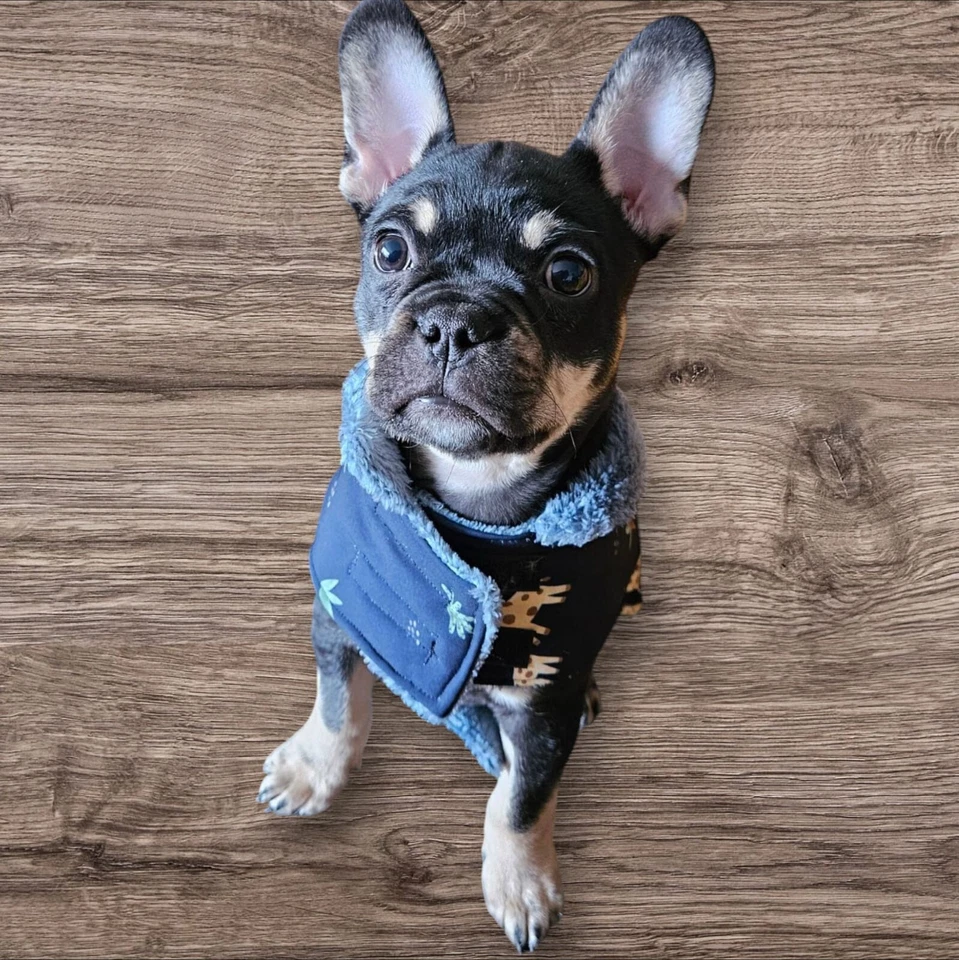 Hundemantel aus Softshell, Regenmantel Hunde gefüttert  Hundekleidung warm - Bild 2 von 4