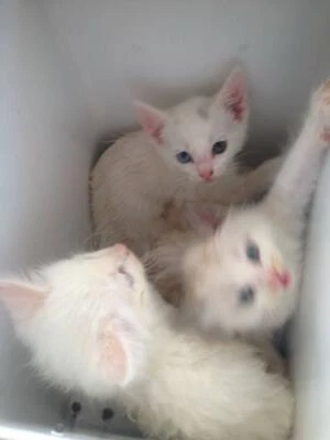 Seal Point Rag Doll Kittens X Two Flame Point Red Points X One