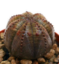 Euphorbia obesa SELECTED BF2 - Baseball plant | Basketball plant......