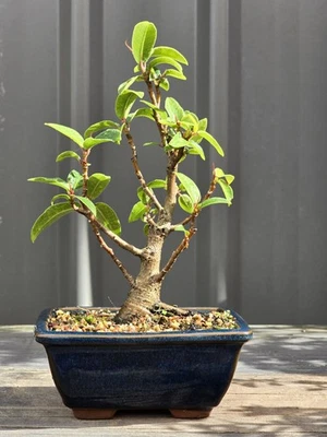Port Jackson Fig Bonsai FREE EXPRESS POST As It Is With The Pot - image 1 of 4