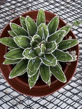 Agave victoriae reginae v. compacta Live Plant