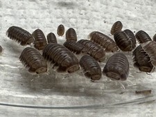 20 BLACK Panda King Isopods RARE Roly Poly Pill Bug Bioactive CUC LAG