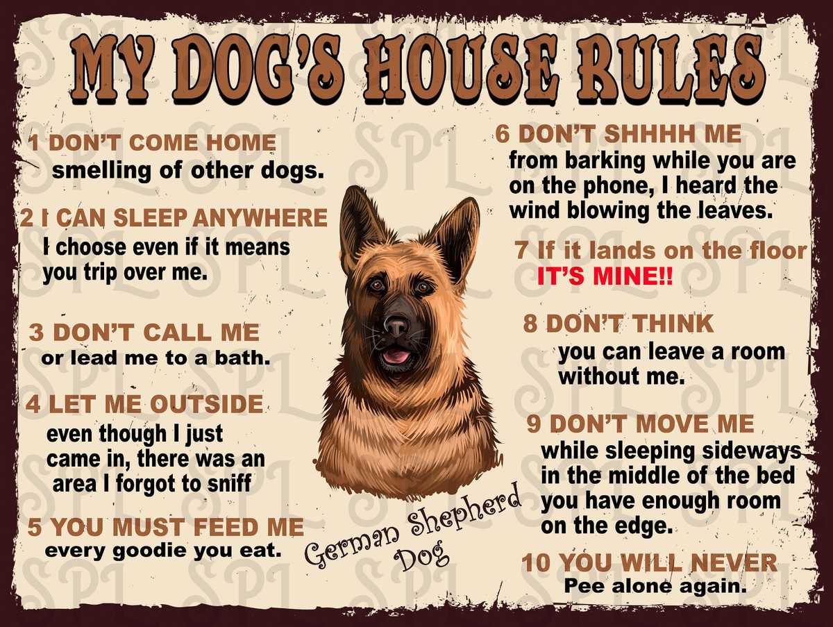 Sleep Spot Is It Good For Your Dog To Sleep With You Reasons Why