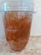 1 Cup Marine Plants Saltwater Macro Copepods Amphipods Live Coral Live Rock