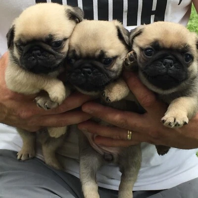 pugalier for sale gumtree