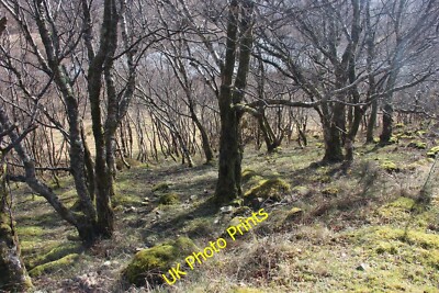 Photo 12x8 Birch wood above Strath Polly Loch na Du00e0il  c2015