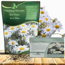 Shasta Daisy Chrysanthemum Seeds - 1 Lb. Perennial Deer Proof, Drought Tolera... 80.13 per gallon
