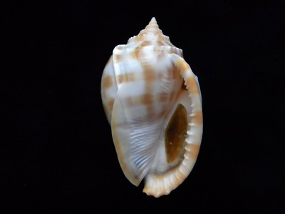 Sea Shells Phalium Bandatum / Banded Bonnet 95mm ID#3738A | eBay