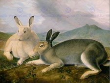 John James Audubon American Arctic Hare Old Art Painting Poster Print Bb5932B
