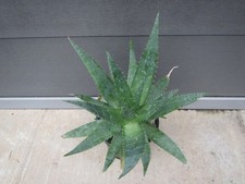 Aloe vera - echte Aloe - 30-40cm Pflanze