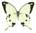 Unmounted Butterfly/Papilionidae - Papilio dardanus dardanus, M, CAR, A-