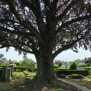 Plots Beth David Cemetery Premium Local  for SALE; Elmont, NY