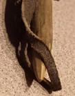 Antique Corn Husking Peg Primitive Hand-Carved Wood Leather Tool  no reserve — photo 9