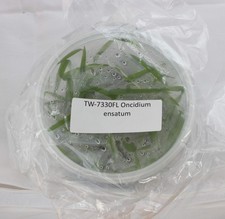 FLASK Oncidium ensatum