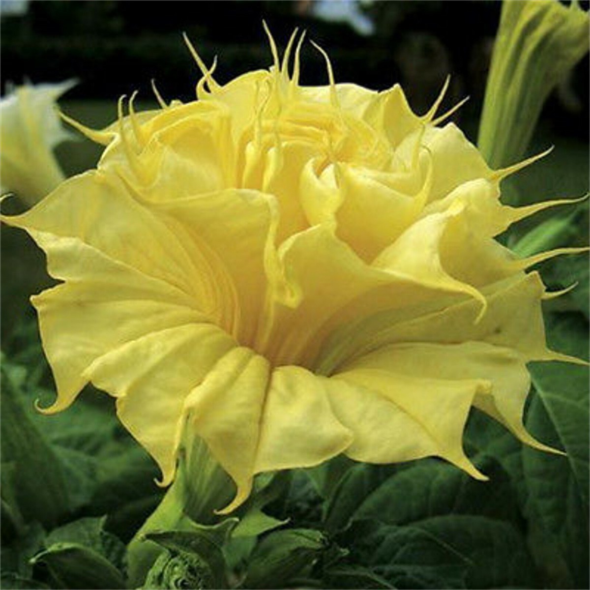 Datura Suaveolens Double Golden Queen 10 Seeds, Devil