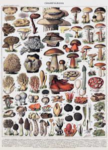 Mushroom Chart