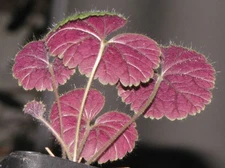 Pelarlargonium barklyi 5 SEEDS dwarf caudex for SHADE