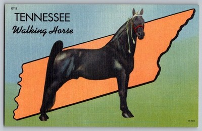 Postcard - Tennessee Walking Horse