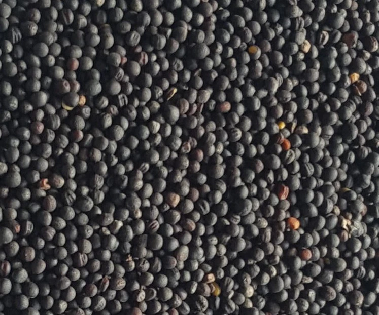 MATADOR Rapssaat Raps 5kg Rapssamen Vogelfutter Wärmekissen ölhaltig