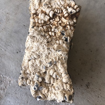 snail turritella fossil 4 Lb Fossil