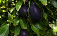 Aguacate Mexicola Grande Muy Raro - 3 esquejes, fresco, fácil de cultivar - frío - resistente