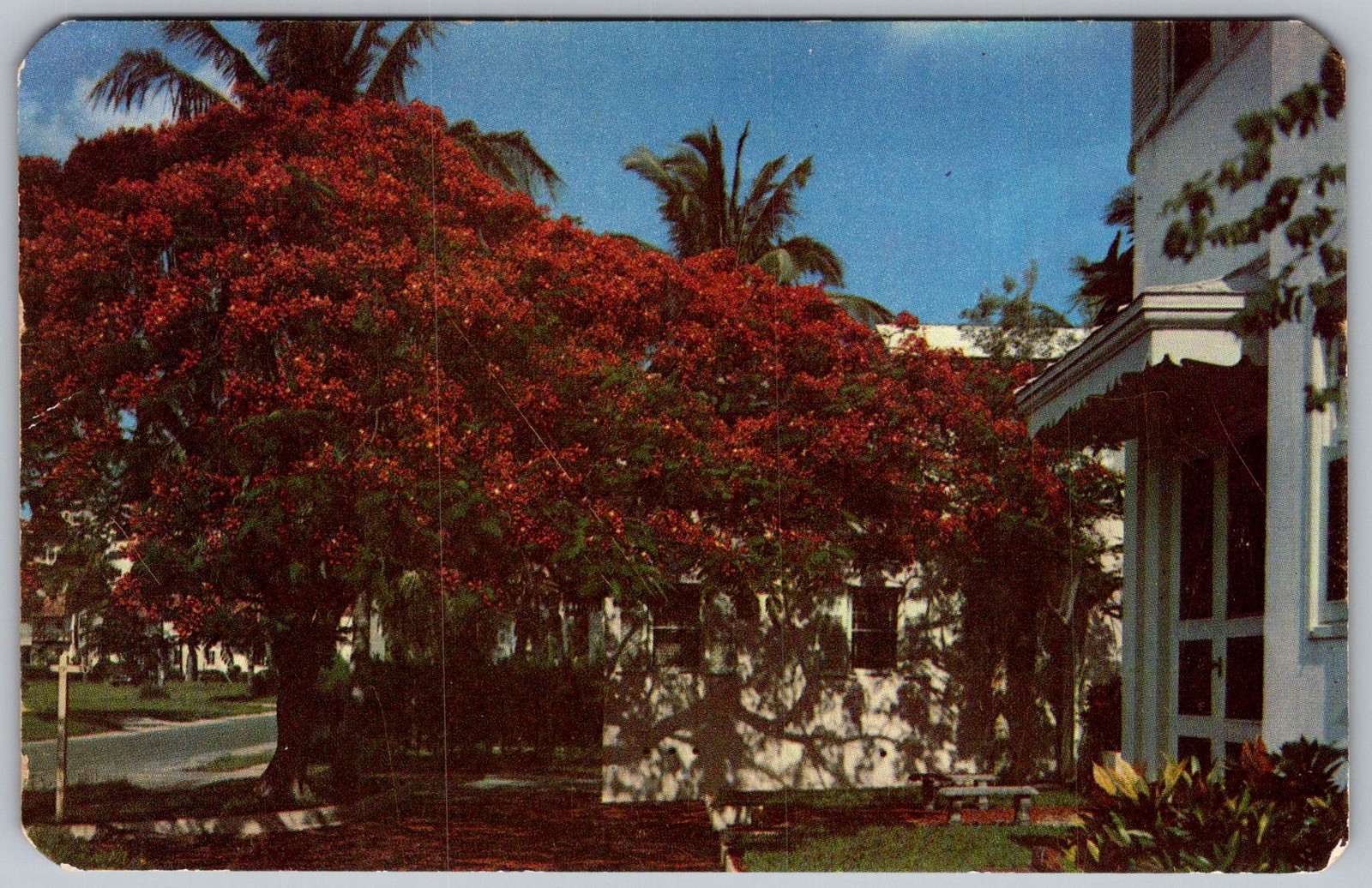 Vtg Postcard Royal Poinciana Tree Bloom Florida, US 1940s