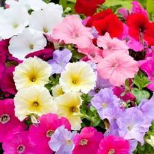 Aufrechte PETUNIE 'Mix' 1.000 Samen PETUNIA x HYBRIDA Dauerblüher BLUMENSAMEN