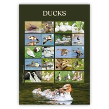 Ducks Stamps Collectors Sheet from Royal Mail
