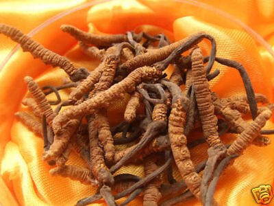 Cordyceps - HerbalVet webáruház és állatorvosi rendelő