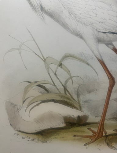 FINE Antique JOHN GOULD 'White Crane' BIRDS of Europe Edward Lear Lithograph - 第 11/14 張圖片