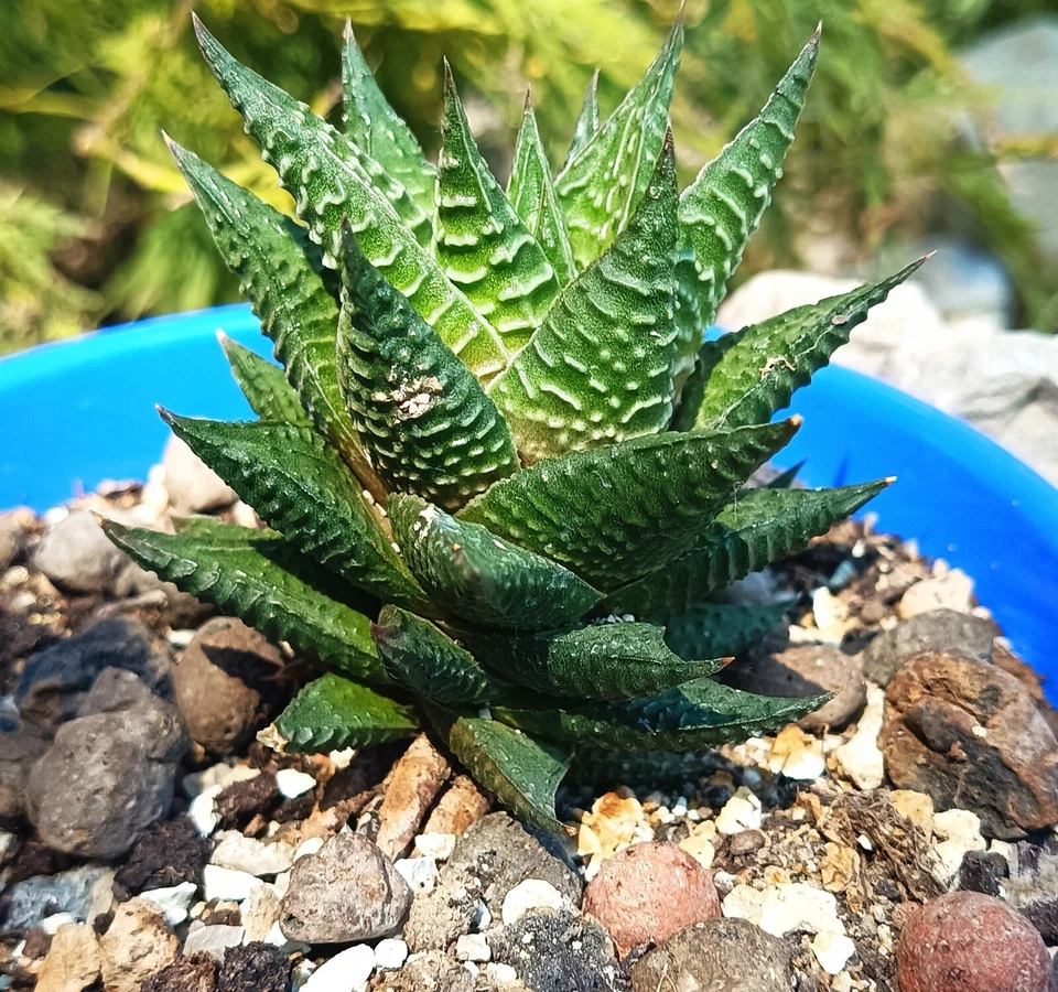 Haworthia Limifolia big cactus cacti succulent live plant free gift - Image 3 of 4